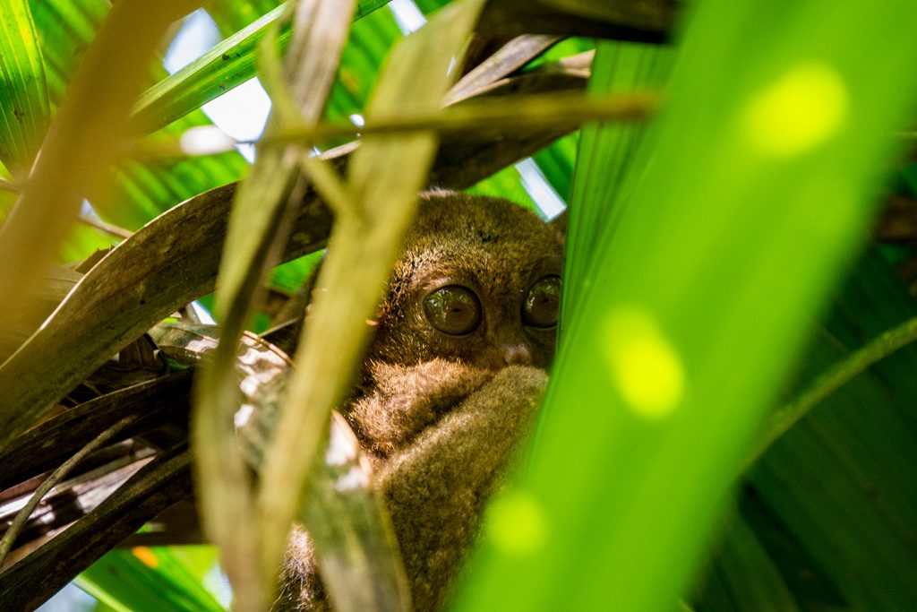 Die süßen philippinischen Koboldmakis auf Bohol