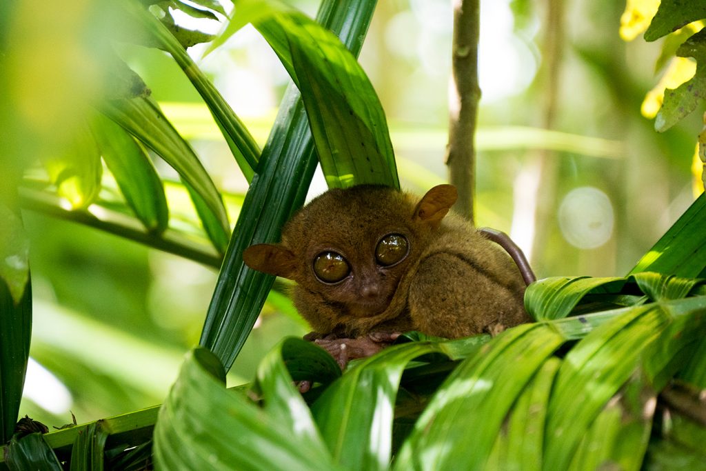 Die süßen philippinischen Koboldmakis auf Bohol