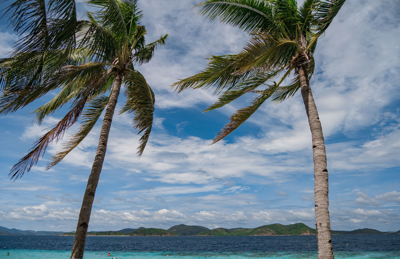 Palmen auf Banana Island auf den Philippinen