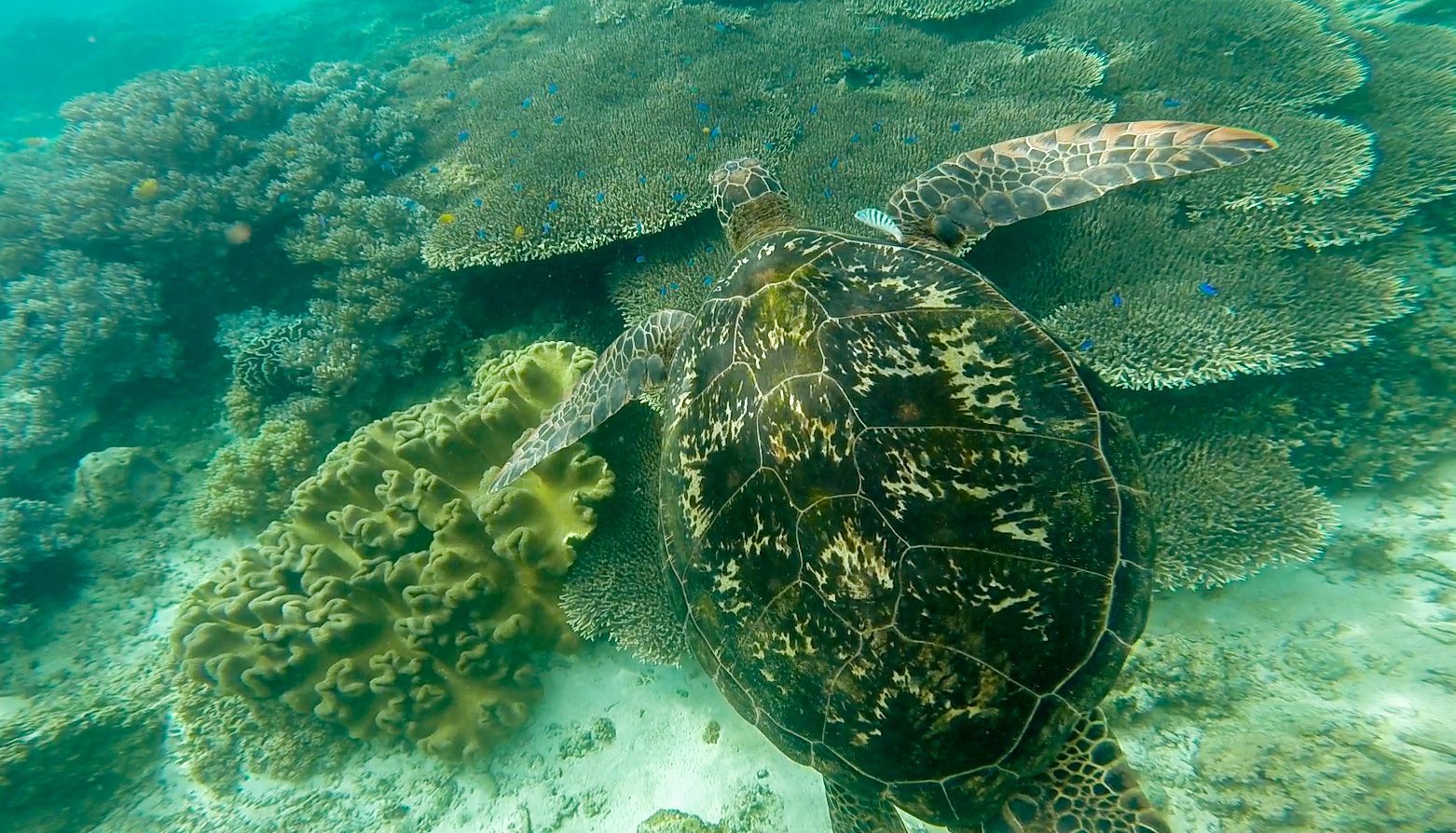 Apo Island, Philippinen