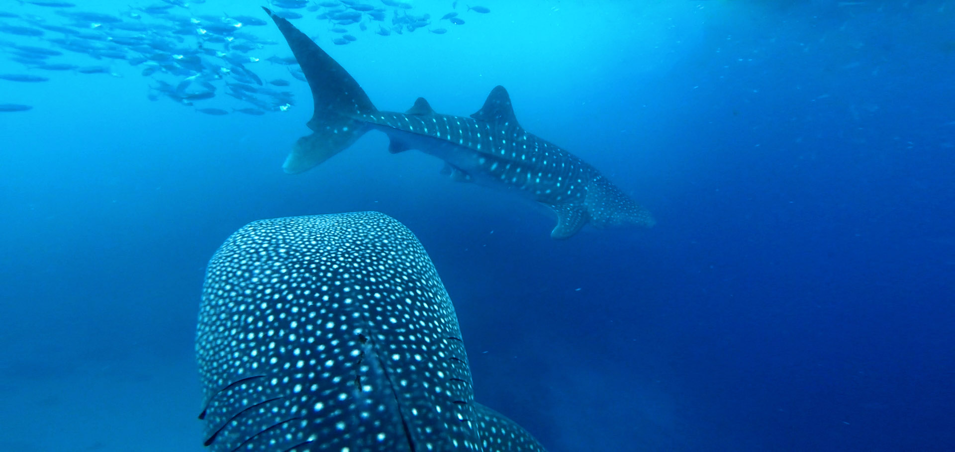 Whaleshark Watching Oslob, Cebu, Philippinen