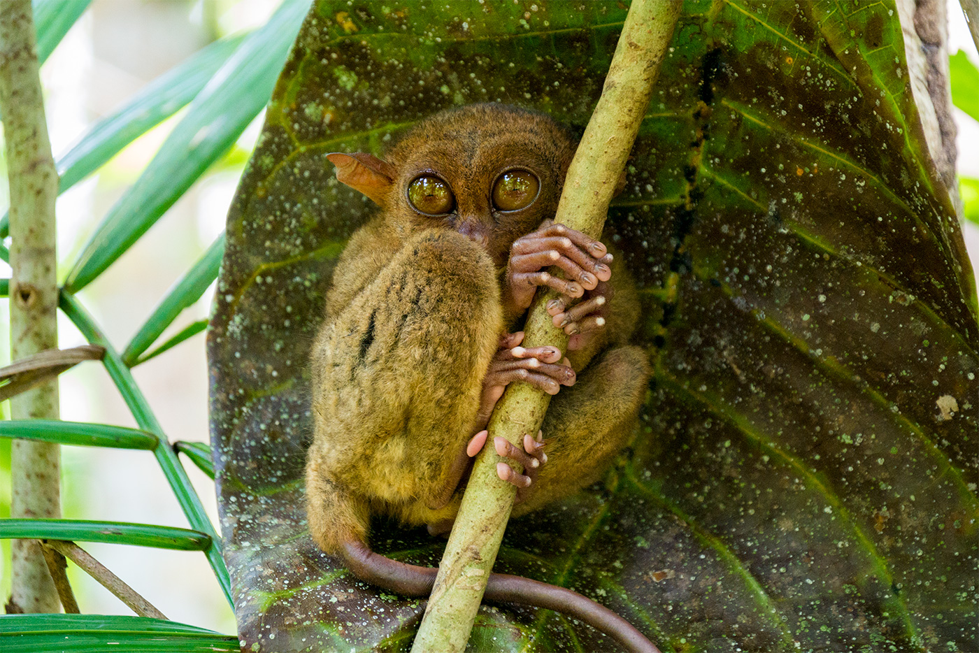 Die süßen philippinischen Koboldmakis auf Bohol