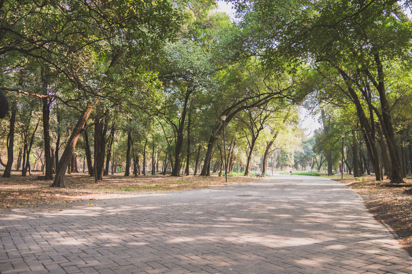 Weg des Chapuletepec Park's in Mexiko-Stadt