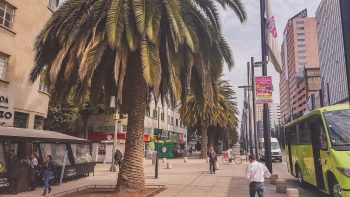 Palmen in den Straßen von Mexiko-Stadt