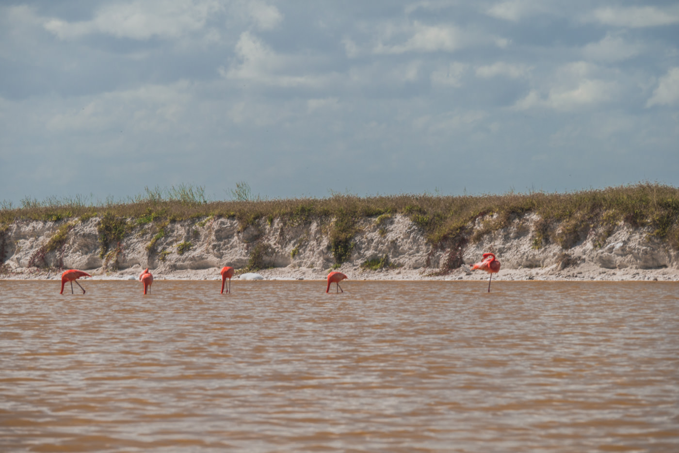 Flamingos in Las Coloradas in Mexiko