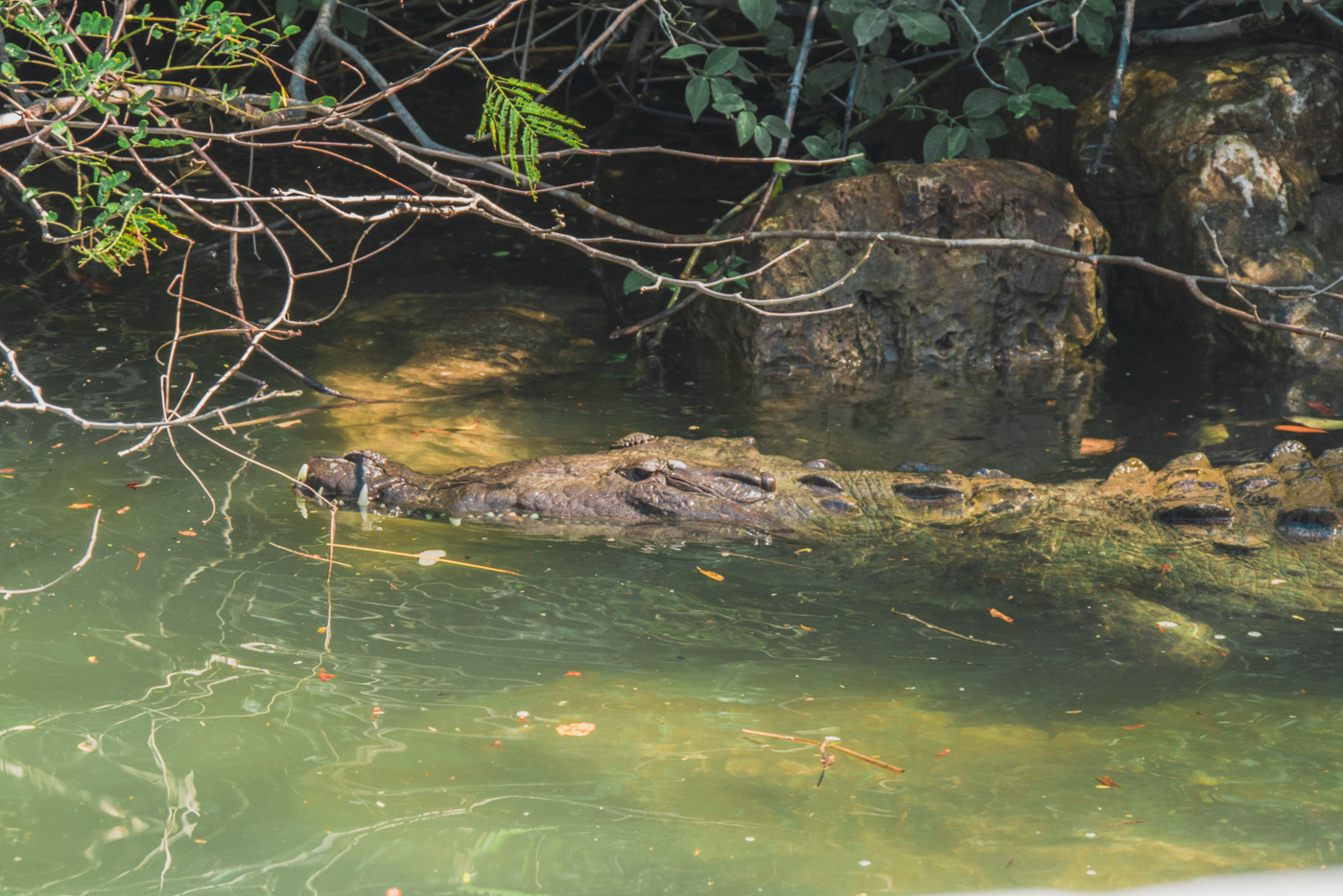 Krokodil im Fluss des Canyon Sumidero in Chiapas