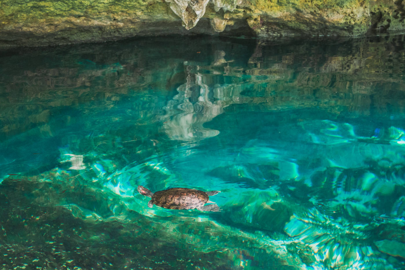 Schildkröte in der Grand Cenote bei Tulum