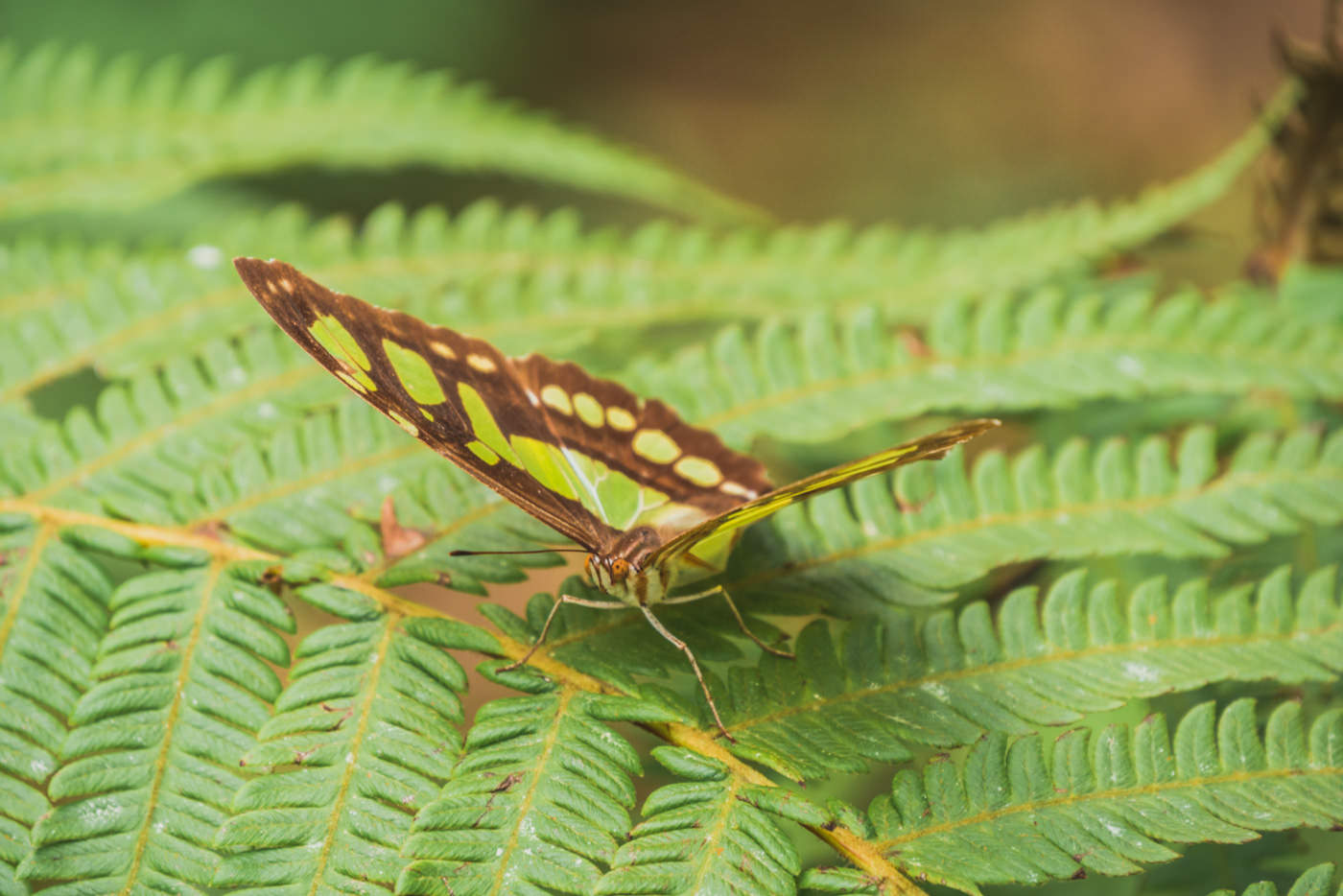 Schmetterling im Nationalpark Semuc Champey