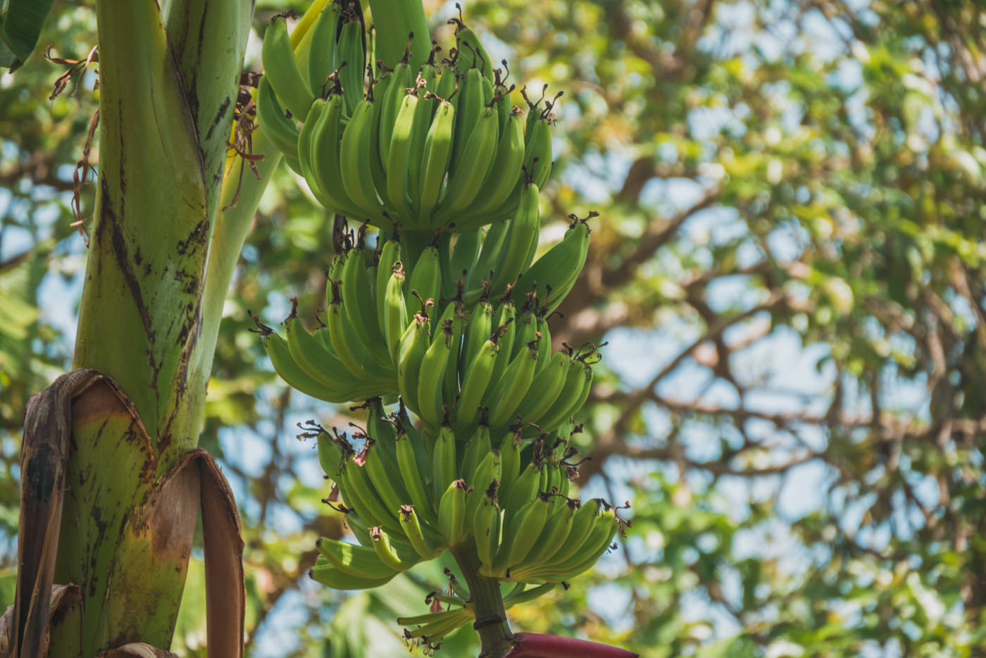 Bananenstaude auf der Insel Ometepe