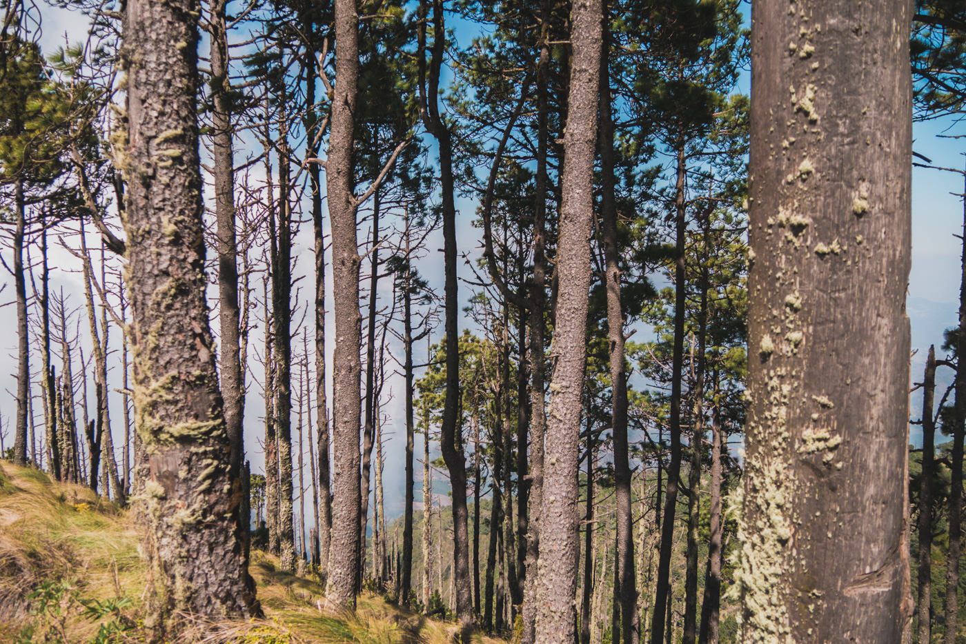 Waldstück auf dem Weg zum Basecamp des Acatenangos