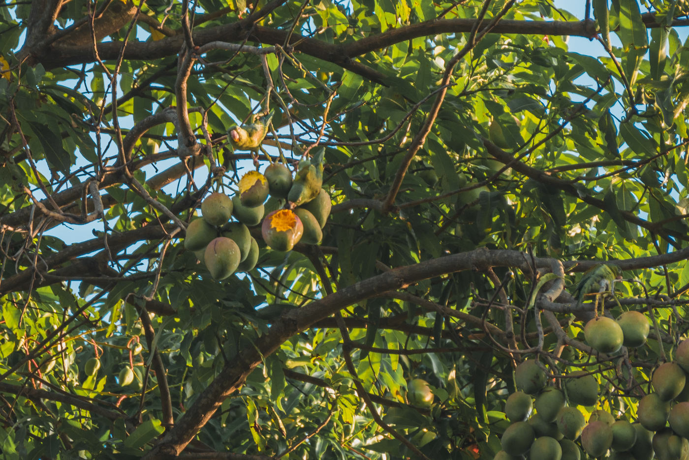 Vögel im Mangobaum in Nicaragua