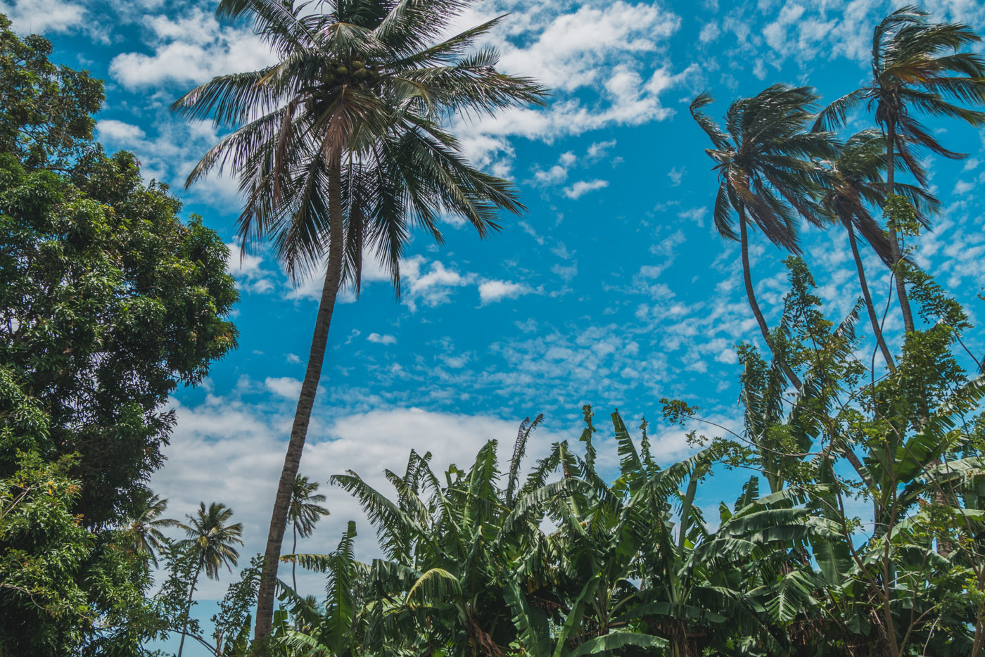 Palmen auf der Insel Ometepe