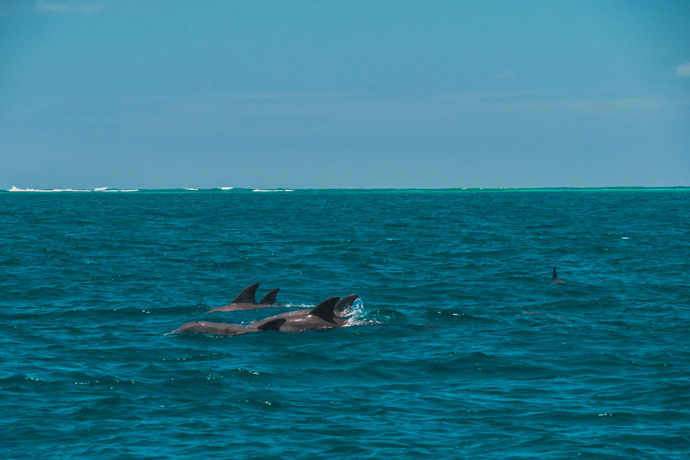 Delfine bei Bocas del Toro in Panama