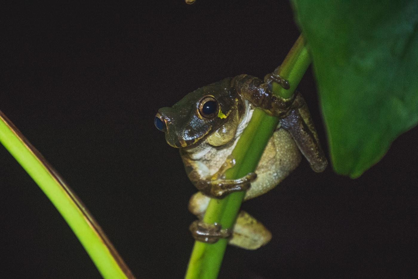 Frosch während der Nachtwanderung im Cahuita Nationalpark