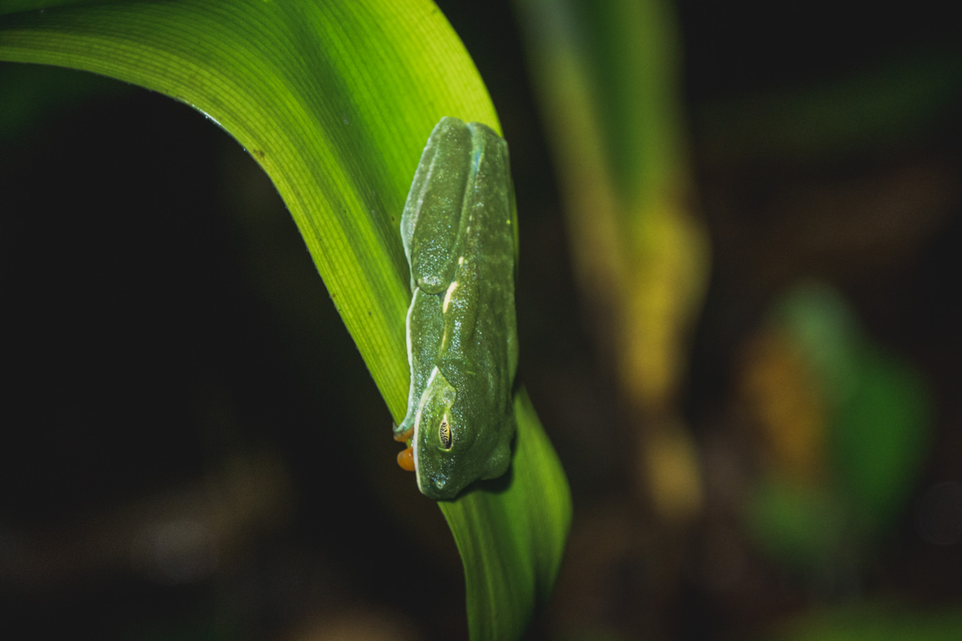 Grüner Frosch während der Nachtwanderung im Cahuita Nationalpark