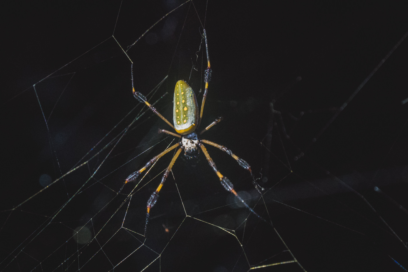 Spinne während der Nachtwanderung in Cahuita