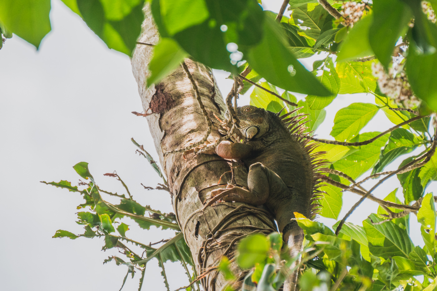 Echse im Cahuita Nationalpark