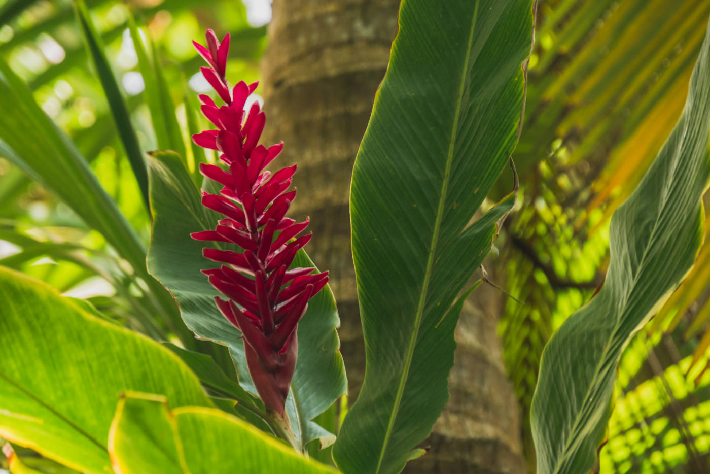 Flora im Cahuita Nationalpark