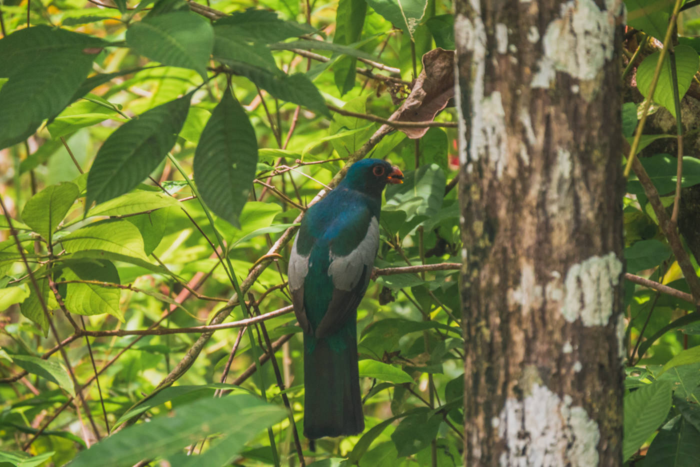 Vogel im Cahuita Nationalpark