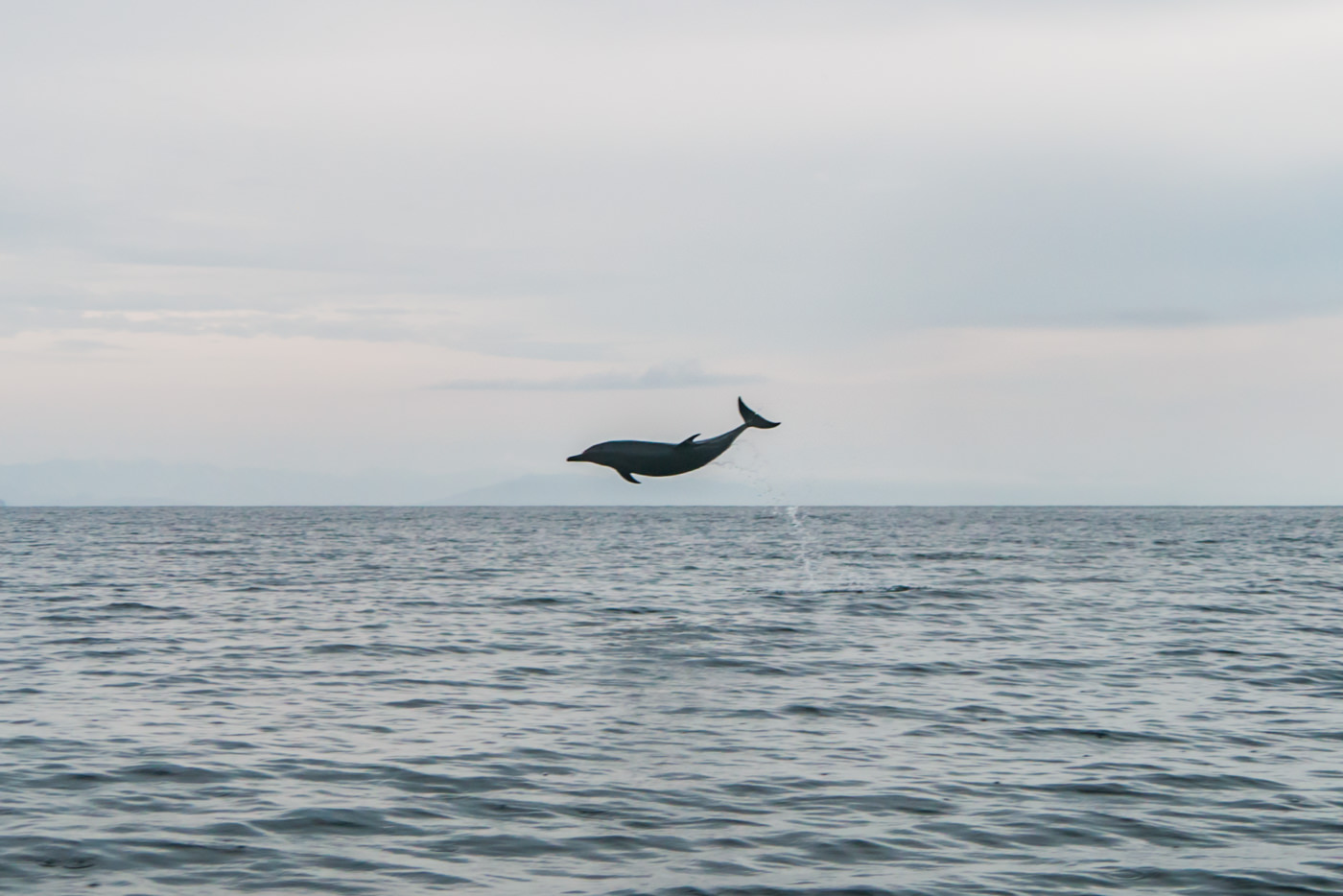 Springender Delfin im Coiba Nationalpark