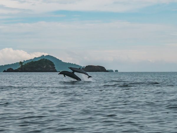 Delfine im Coiba Nationalpark in Panama