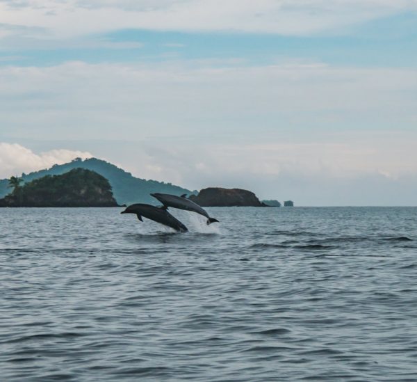 Coiba Nationalpark – DAS Highlight in Panama