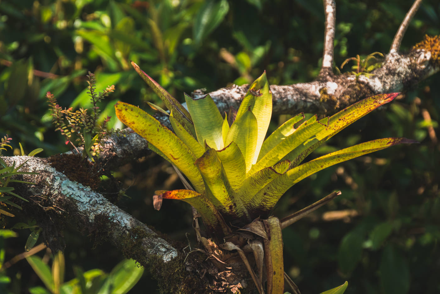 Baumpflanze im Monteverde Nationalpark