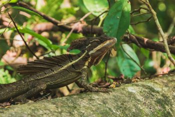 Echse im Manuel Antonio Nationalpark