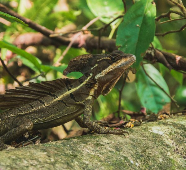 Grün, Grüner, Costa Rica