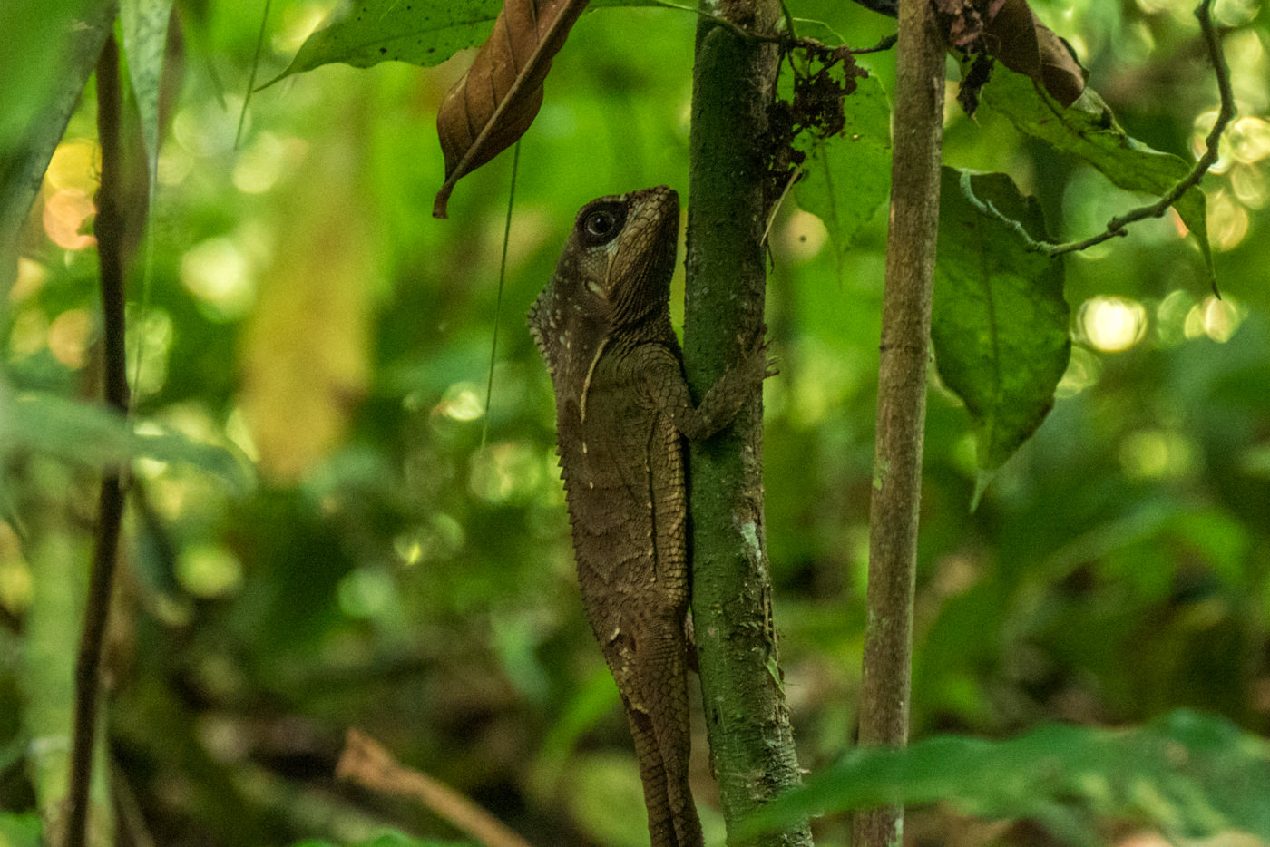 Echse im Manuel Antonio Nationalpark