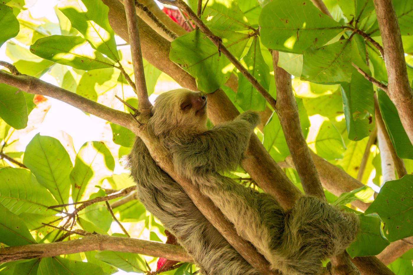 Faultier im Manuel Antonio Nationalpark