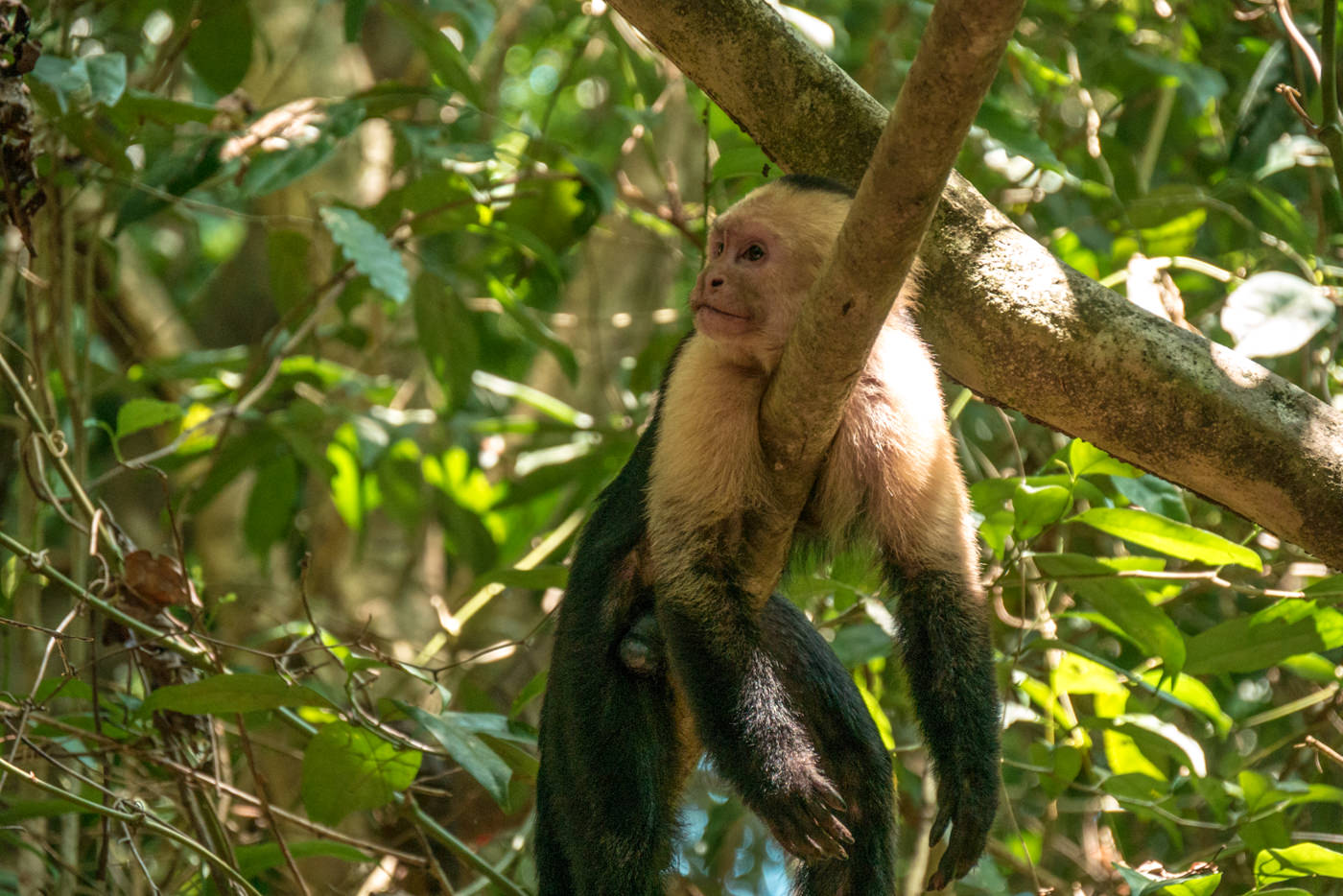 Kapuzineraffe im Manuel Antonio Nationalpark