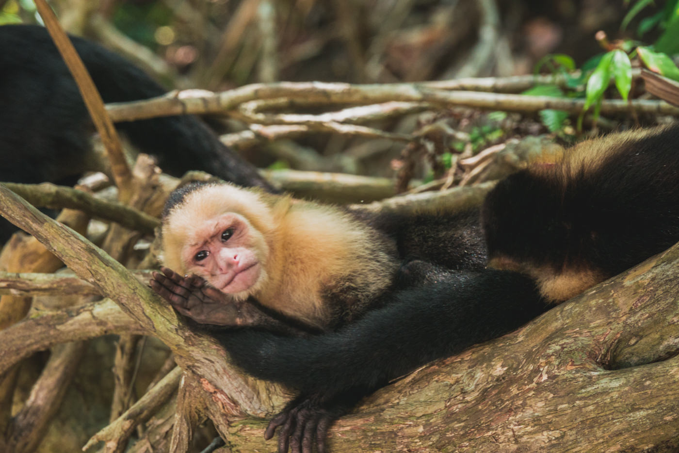 Kapuzineraffe im Manuel Antonio Nationalpark