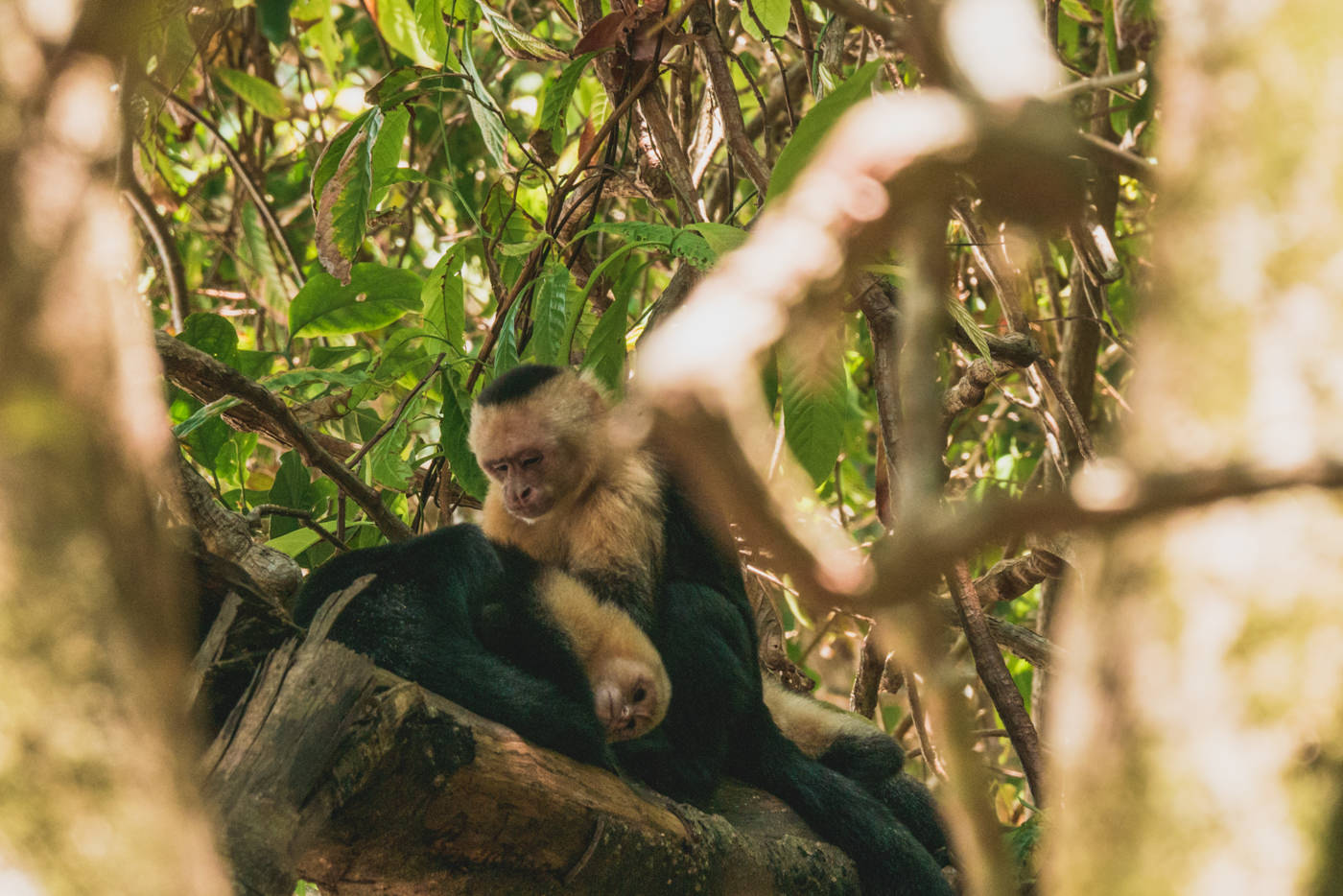 Kapuzineraffe im Manuel Antonio Nationalpark