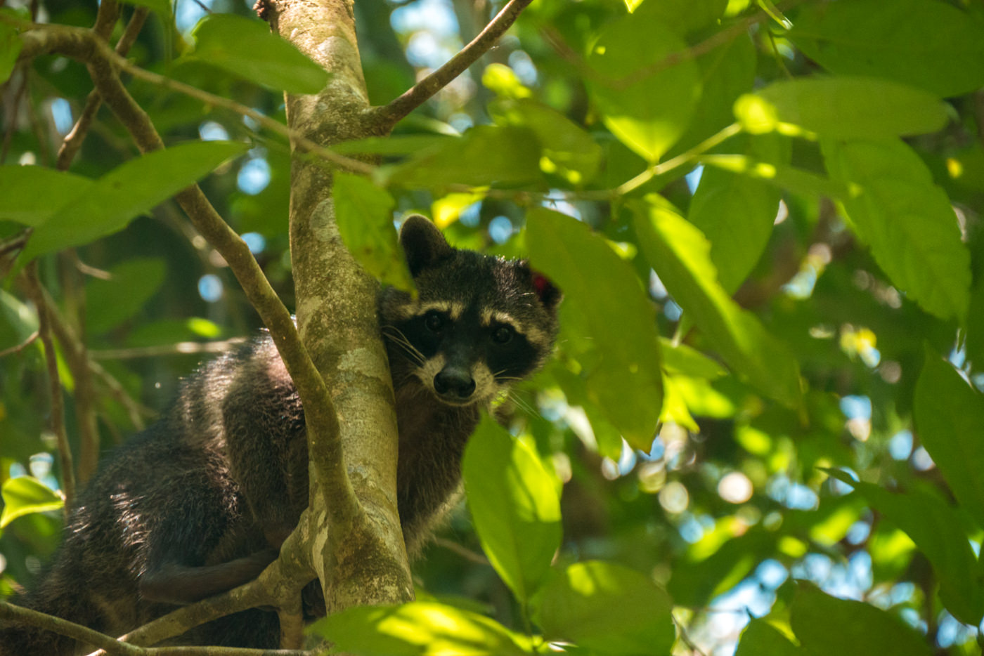 Waschbär im Manuel Antonio Nationalpark