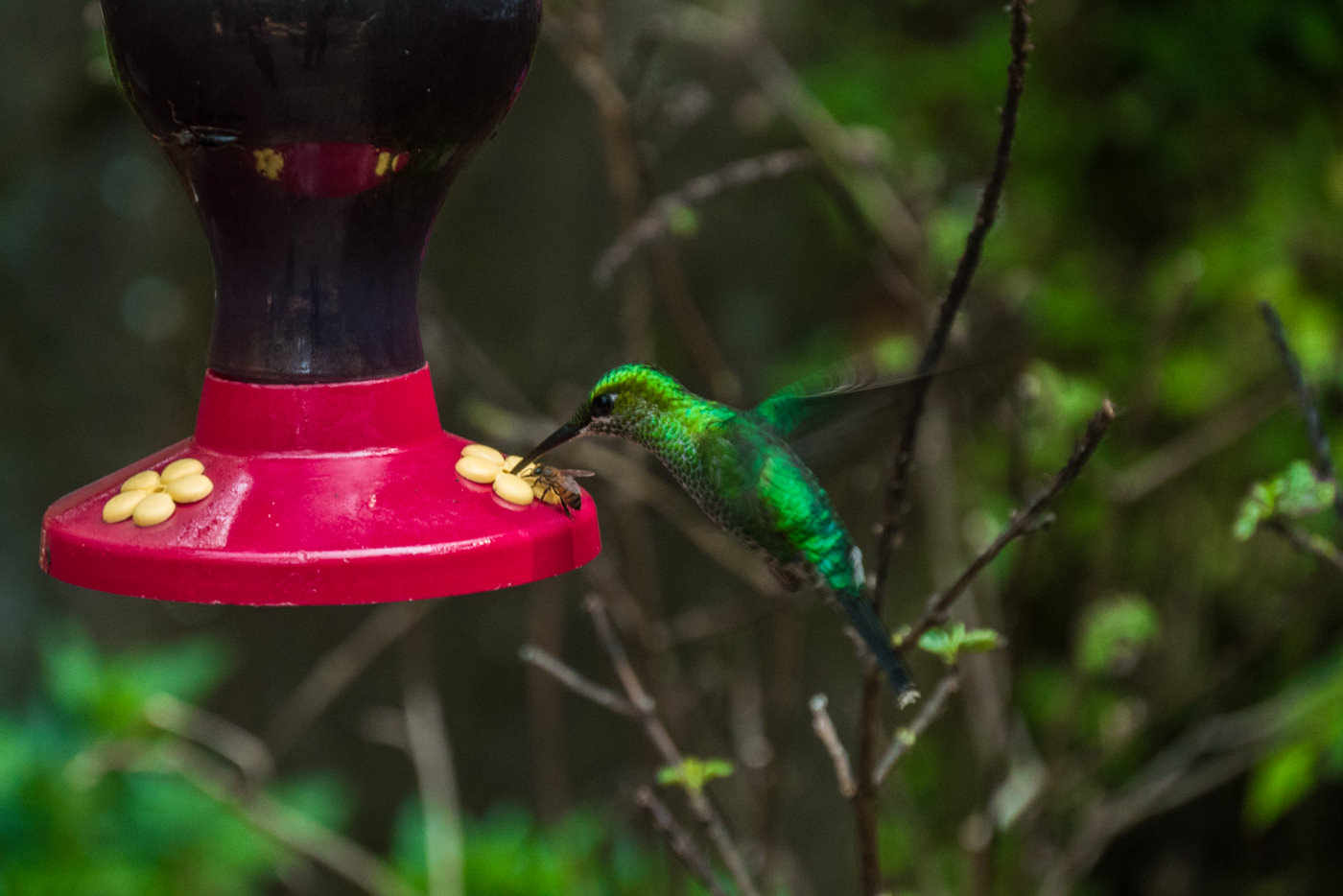 Kolibri im Nationalpark Monteverde