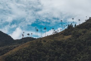 Blick auf die Wachspalmen im Valle de Cocora