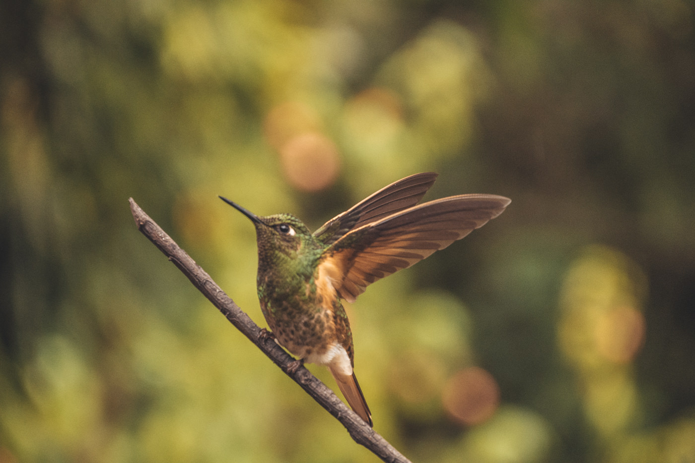 Ein Kolibri im Valle de Cocora