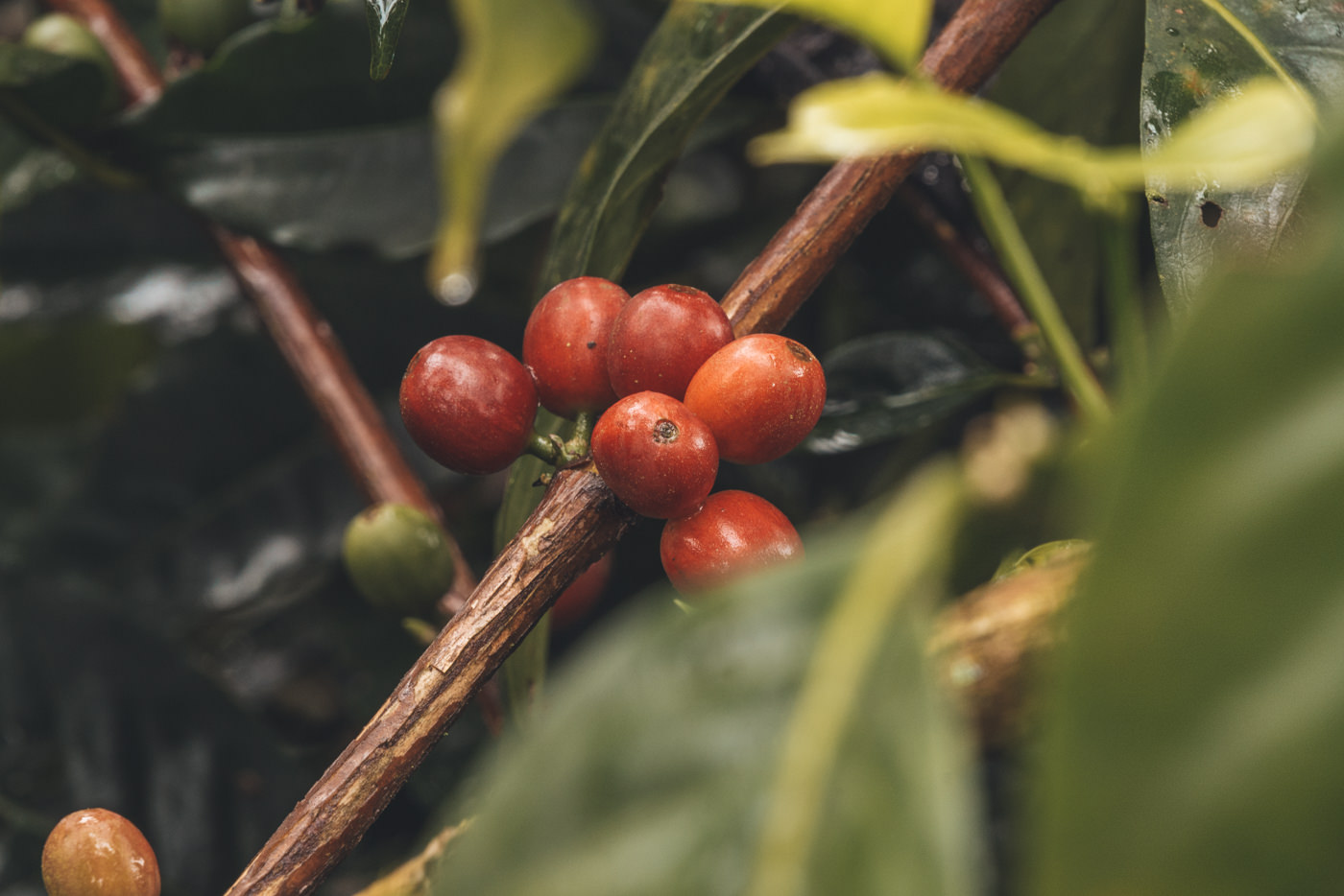 Rote Kaffeebohne kurz vor der Ernte, Salento, Kolumbien