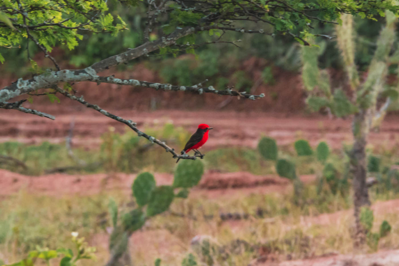 Ein Roter Vogel in der Tatacoa Wüste, Kolumbien