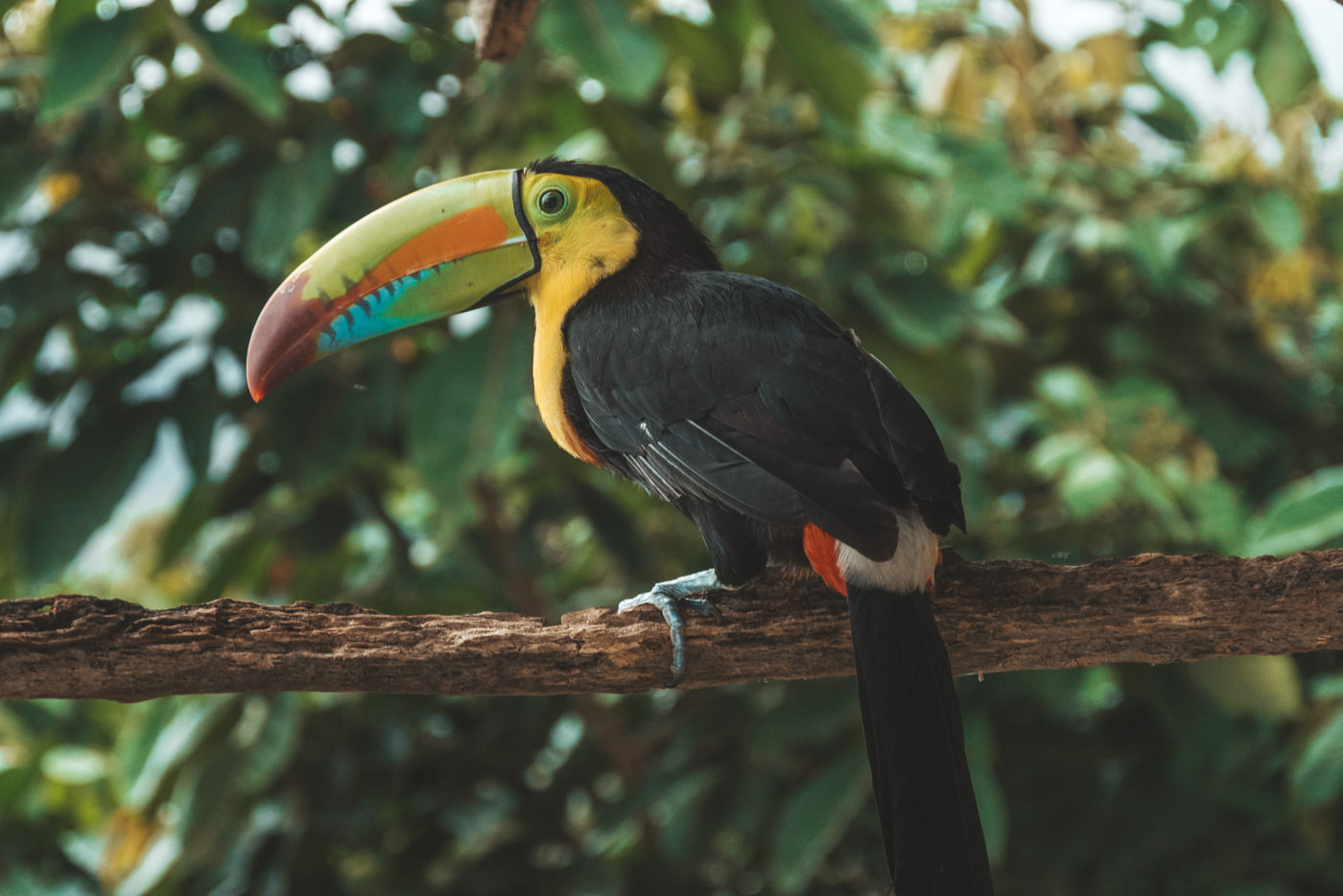 Tucan in Minca