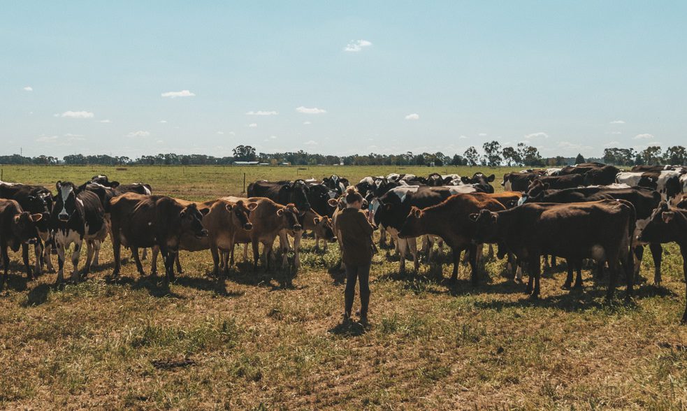 Julia mit den Kühen auf der Farm