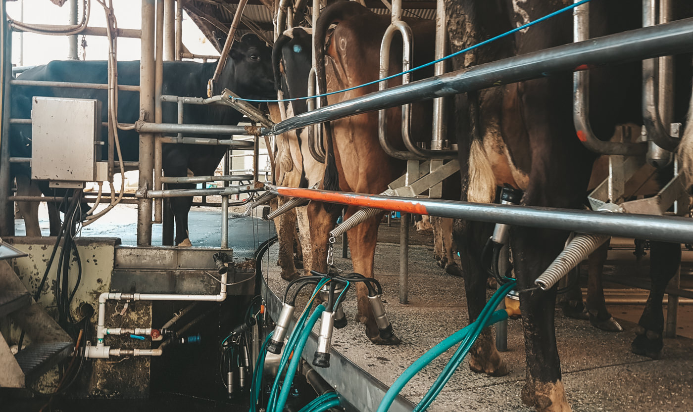 Kühe auf dem Karussell der Melkanlage