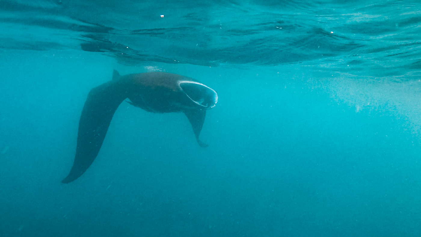 Mantarochen auf den Fidschi Inseln