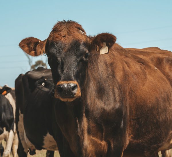 Vegan Dank Farmarbeit? Unsere Erfahrungen.