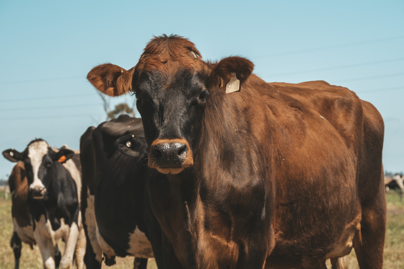 Vegan Dank Farmarbeit? Unsere Erfahrungen.
