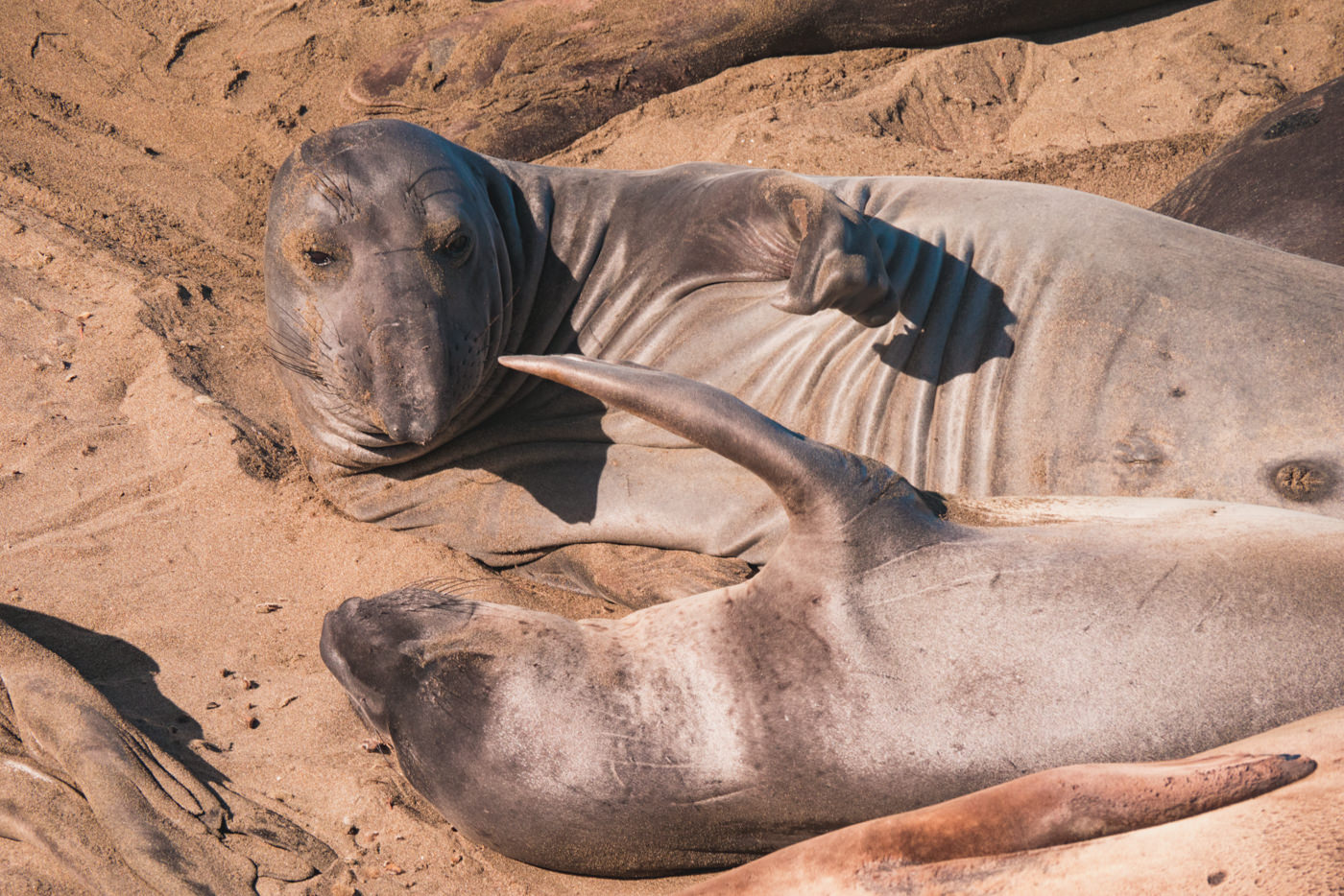 Seeroben an einem Strand in Kalifornien