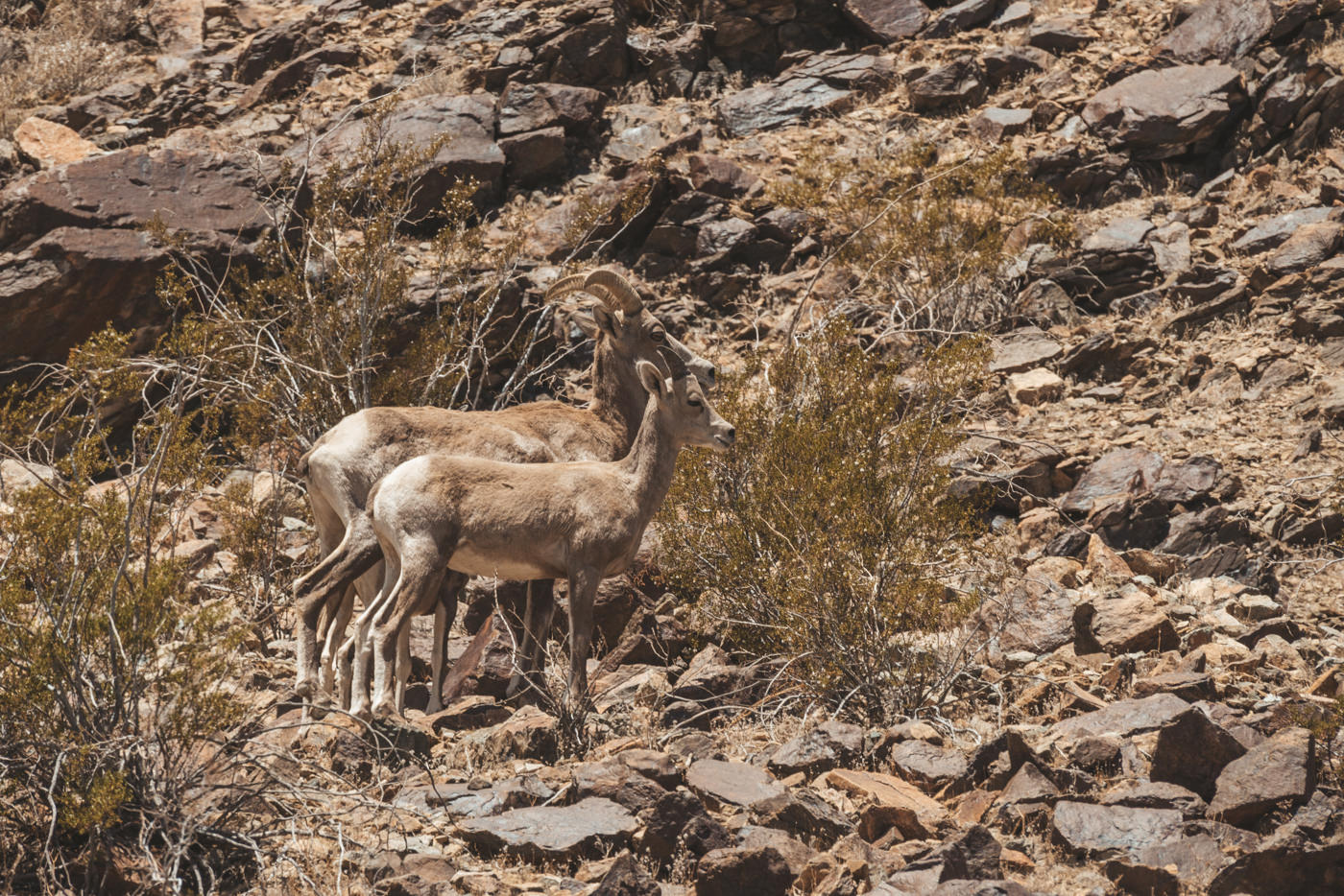 Tiere in der Wüste von Nevada