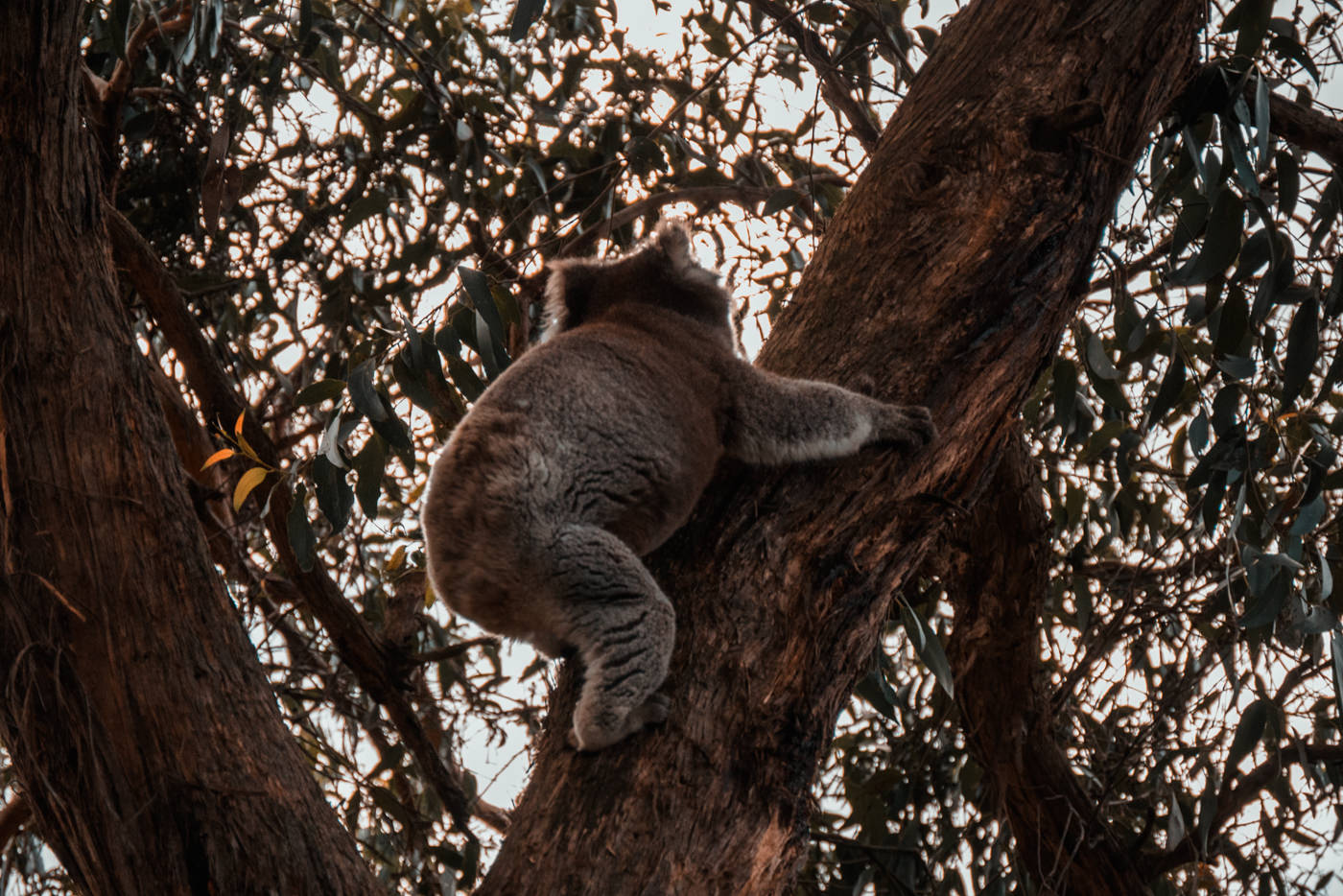 Koala im Baum am Blanket Bay