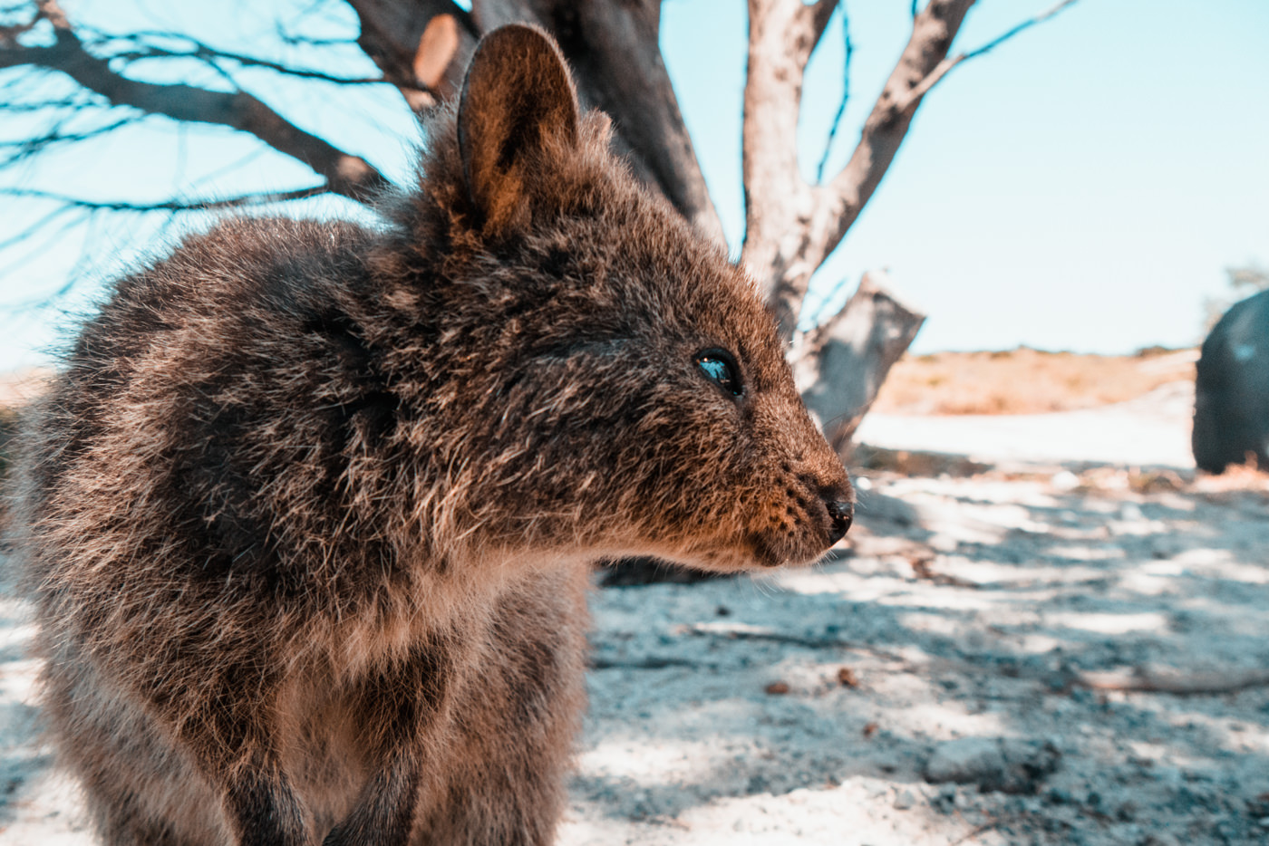 Quokka auf Rottnest Island